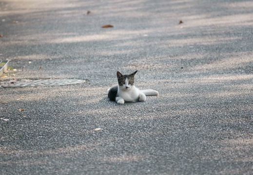 200910310943-DSC00551.jpg