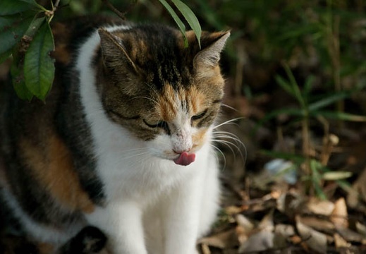 200910311130-DSC00746.jpg