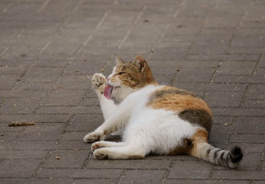 200910311130-DSC00750.jpg
