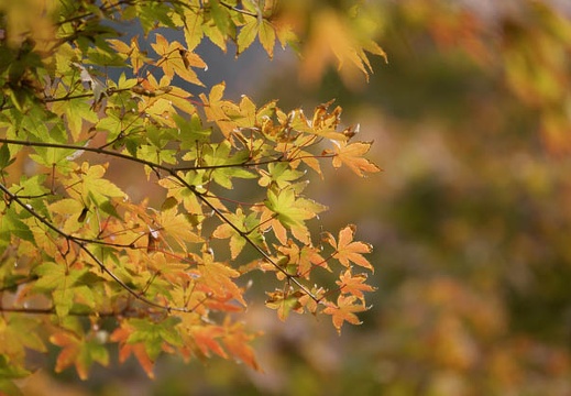 200911070852-DSC01323.jpg