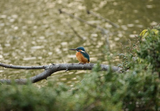 200911290715-DSC02855.jpg
