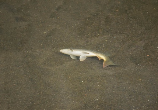 200911290949-DSC03008.jpg