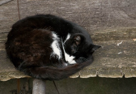 200911291000-DSC03017.jpg