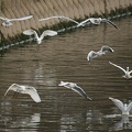 200912021338-DSC03094.jpg