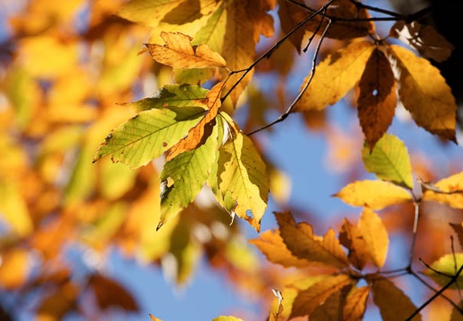 200912041140-DSC03414.jpg