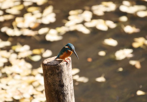 200912041238-DSC03478.jpg