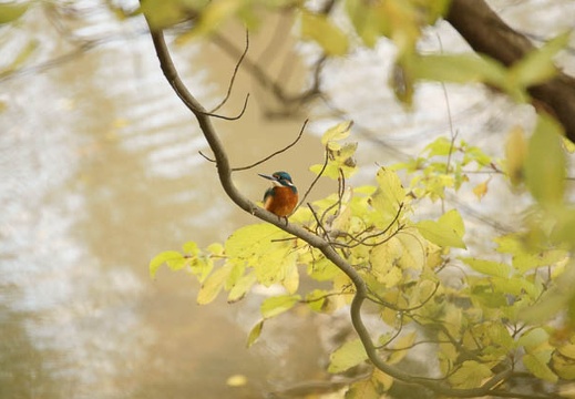 12.04 三ツ池公園