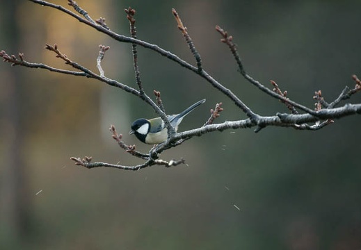200912060717-DSC03604.jpg