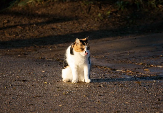200912060729-DSC03621.jpg