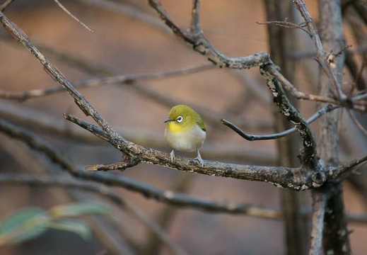 200912060757-DSC03658.jpg