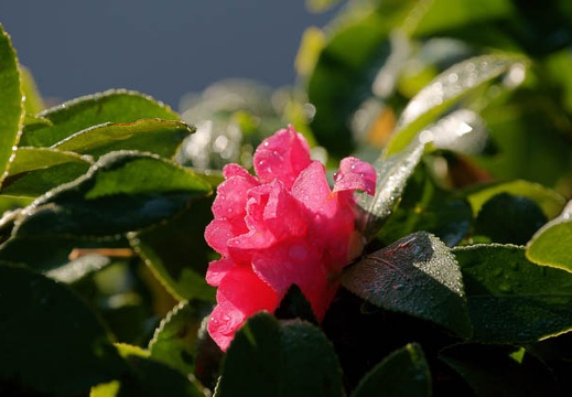 200912060803-DSC03661.jpg