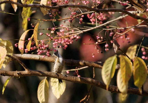 200912060842-DSC03731.jpg