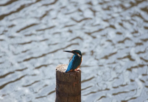 200912181330-DSC03864.jpg