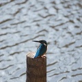 200912181330-DSC03864.jpg