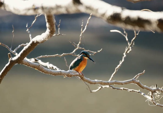 200912181332-DSC03871.jpg