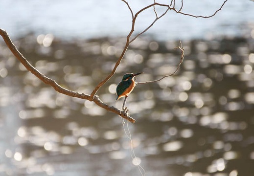 200912181430-DSC03996.jpg