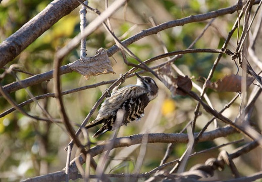 200912201340-DSC04523.jpg