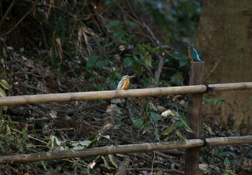 200912231041-DSC04613.jpg