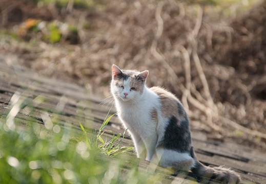 200912261308-DSC05139.jpg