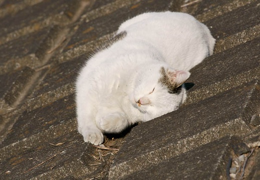 200912261316-DSC05162.jpg