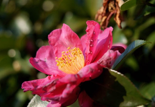201001051509-DSC05483.jpg