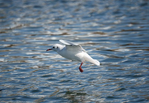 201001071222-DSC05847.jpg
