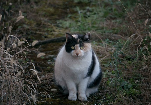 201001071250-DSC05883.jpg