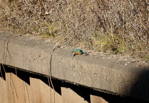 201001071340-DSC05943.jpg