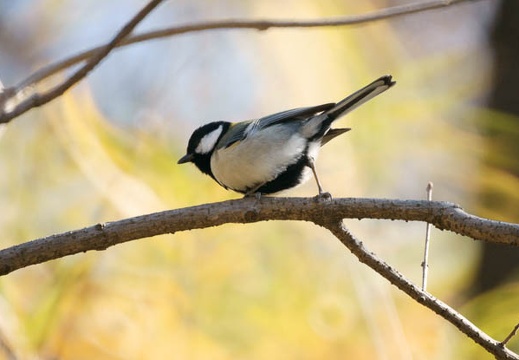 201001101255-DSC06116.jpg