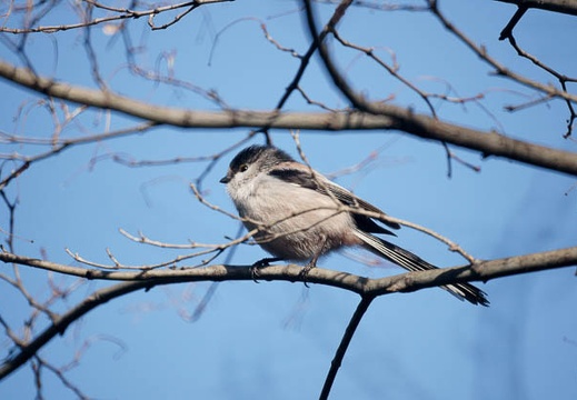 201001101320-DSC06156.jpg