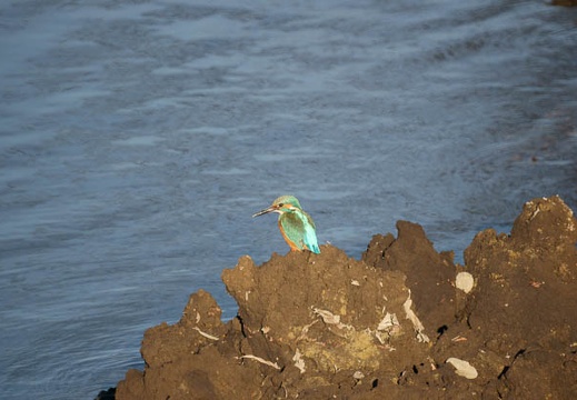 201001101503-DSC06321.jpg