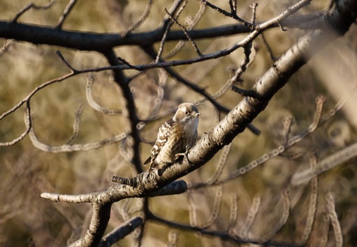 201001101524-DSC06368.jpg