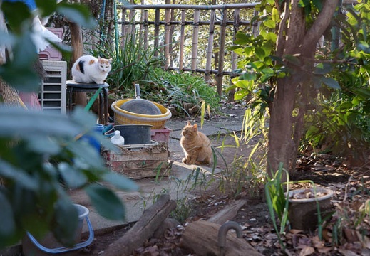 201001160821-DSC06487.jpg
