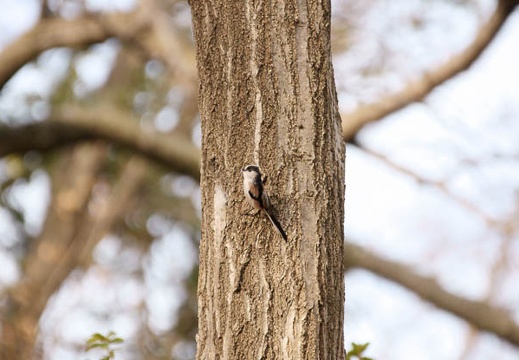 201001230907-DSC06622.jpg