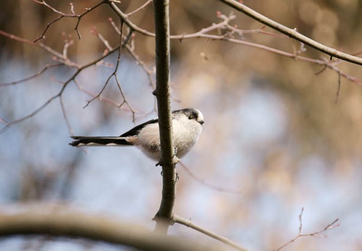 201001230915-DSC06645.jpg