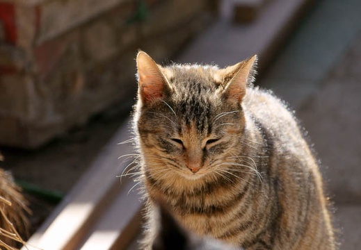 201001231208-DSC06827.jpg