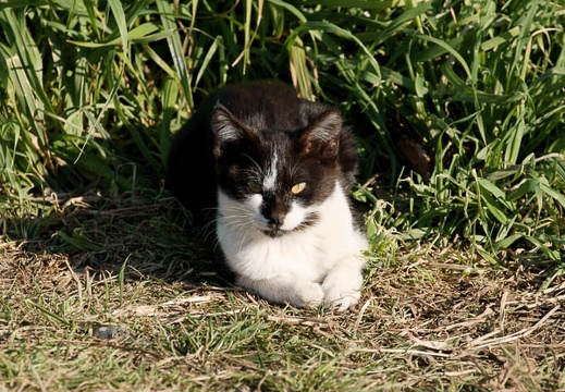 201001241339-DSC06871.jpg