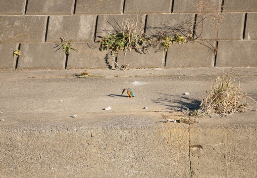 201001241458-DSC06977.jpg