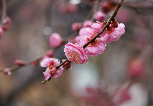201002011359-DSC07964.jpg