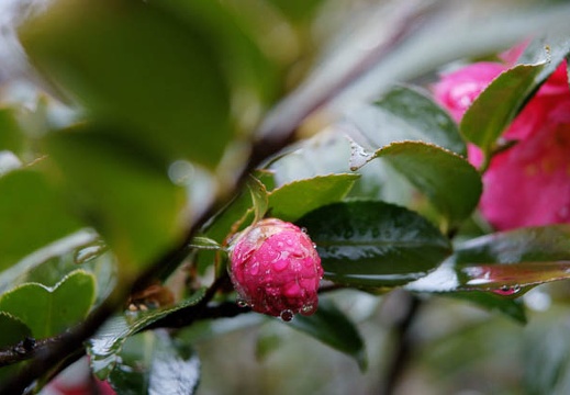 201002011417-DSC07995.jpg