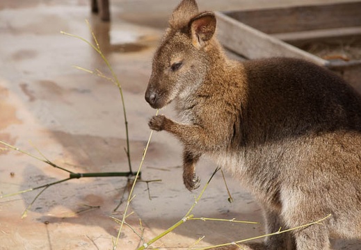 201002021029-DSC08196.jpg