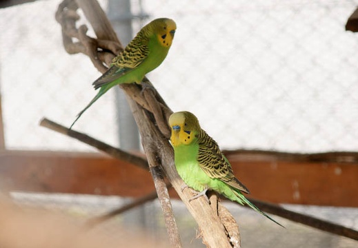 201002021048-DSC08274.jpg