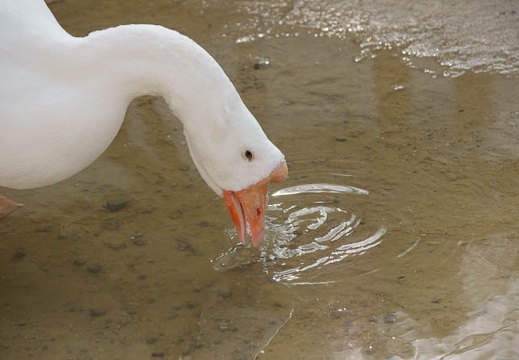 201002021102-DSC08327.jpg