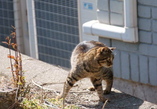 201002071217-DSC09295.jpg