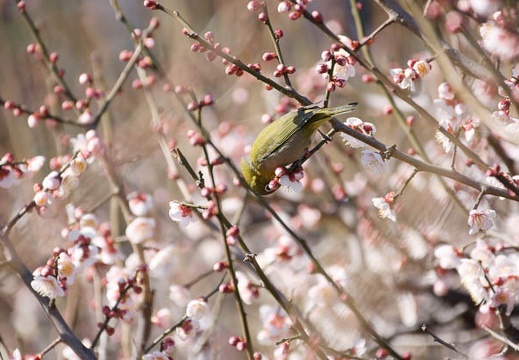201002071257-DSC09364.jpg