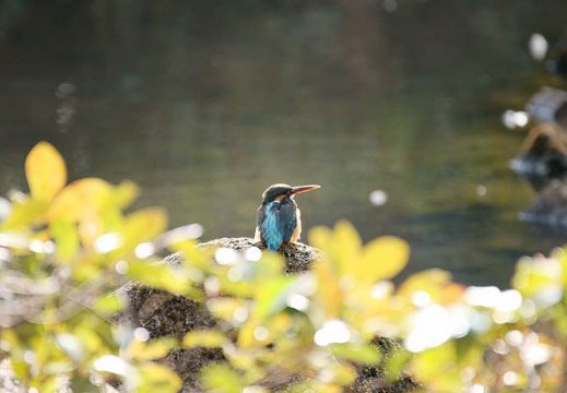 201002091346-DSC09414.jpg