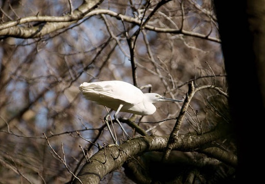201002091500-DSC09530.jpg