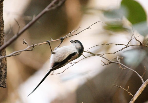 201002091608-DSC09554.jpg