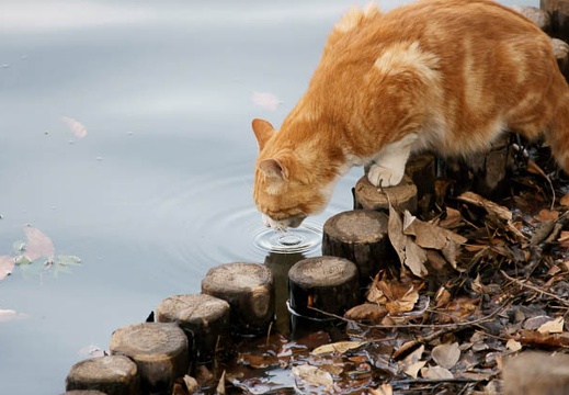 201002091618-DSC09573.jpg
