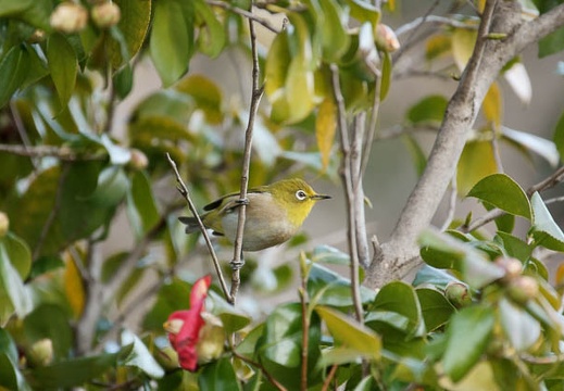 201002091622-DSC09592.jpg